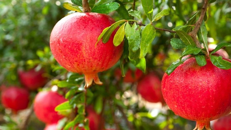 Pomegranate Wonderful