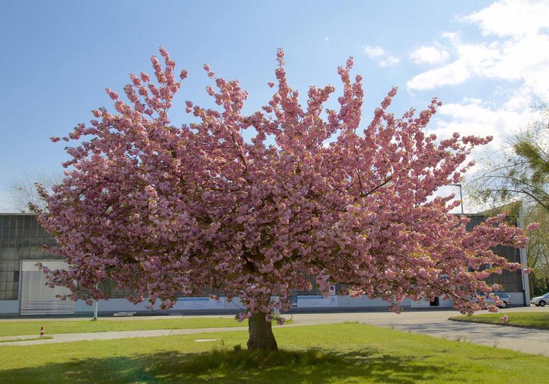 PRUNUS 'Kiku-shidare Sakura'