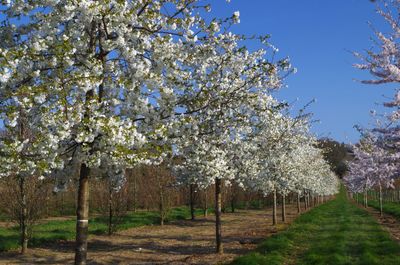 PRUNUS Shirotae