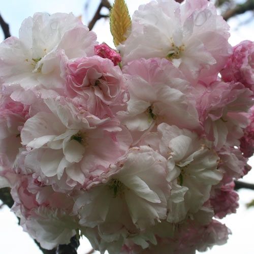 PRUNUS &#39;Shimidsu Sakura&#39;