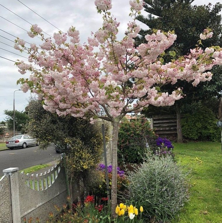 PRUNUS 'Shimidsu Sakura'
