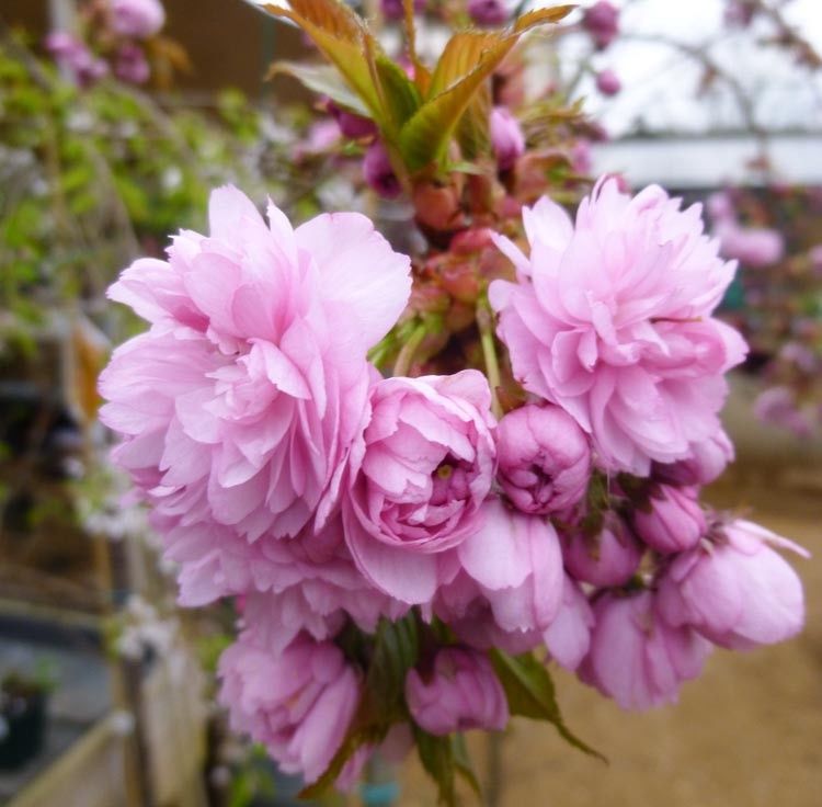 PRUNUS &#39;Kiku-shidare Sakura&#39;