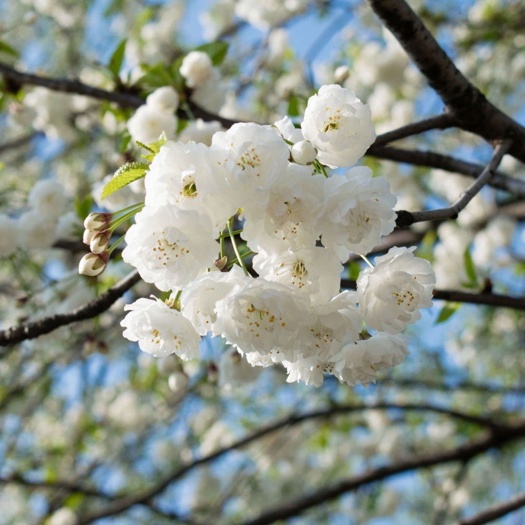 PRUNUS Shirotae