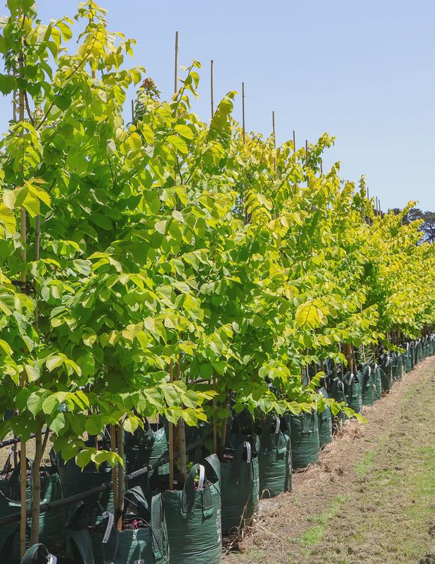 Ulmus Glabra Lutescens