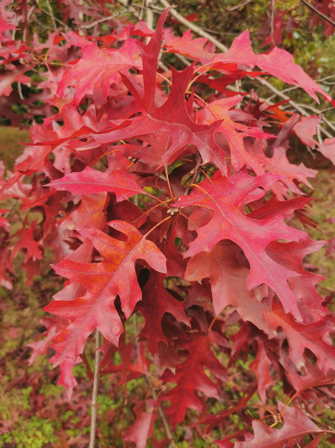 Quercus Rubra