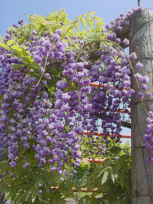 Wisteria Black Dragon