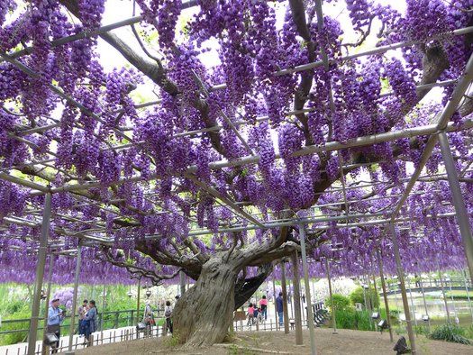 Wisteria Black Dragon