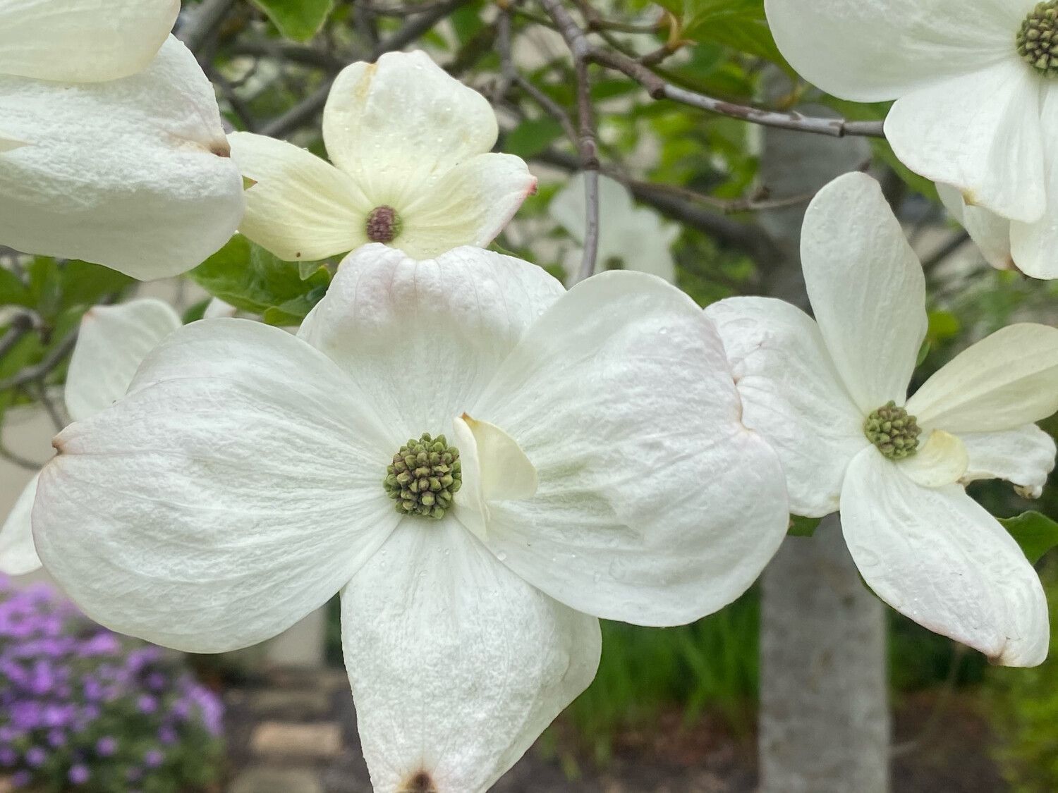 CORNUS Cherokee Princess