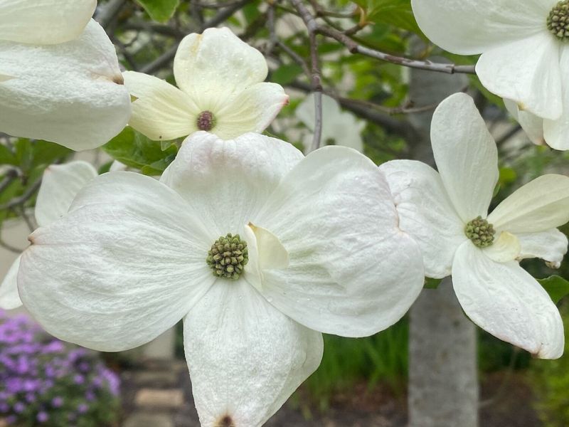 CORNUS Cherokee Princess