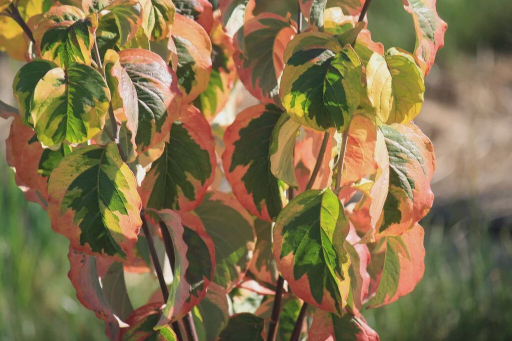 CORNUS florida &#39;Rainbow&#39;
