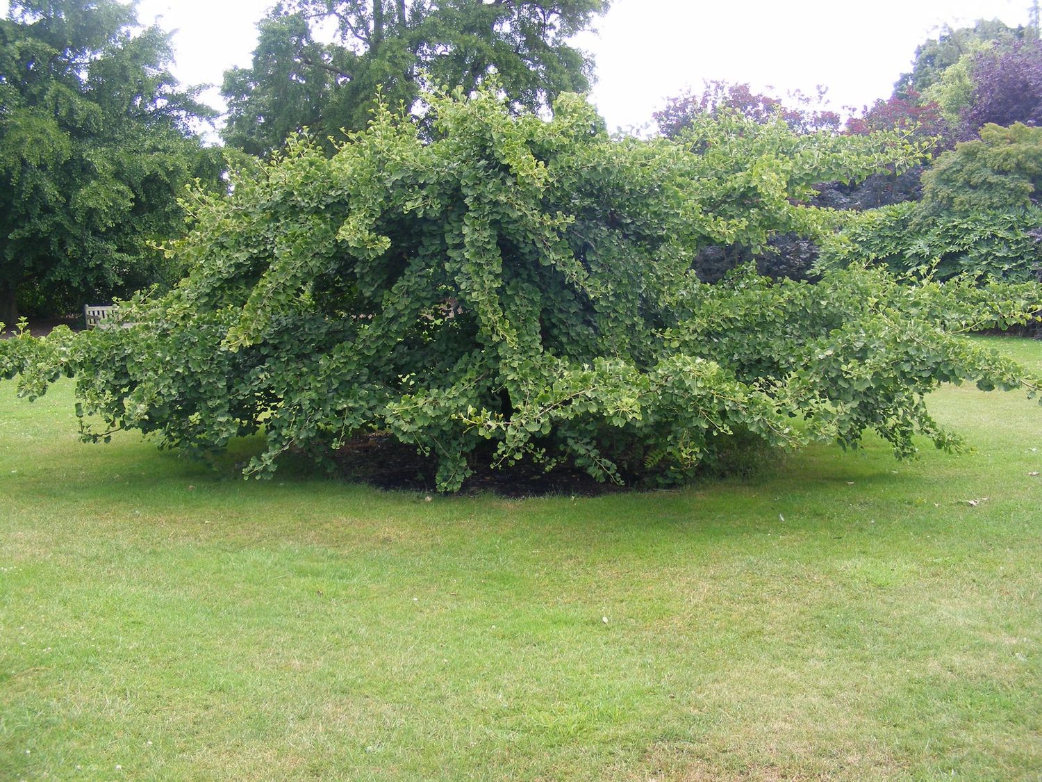 Ginkgo Little Weeper