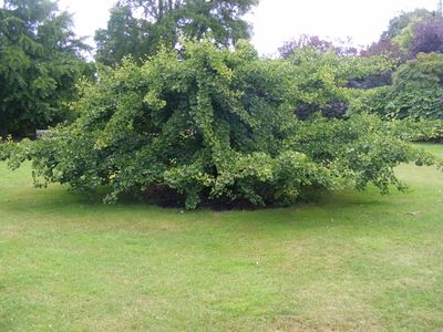 Ginkgo Little Weeper