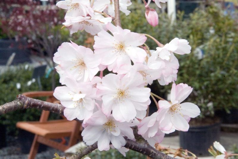 PRUNUS Southern Gem