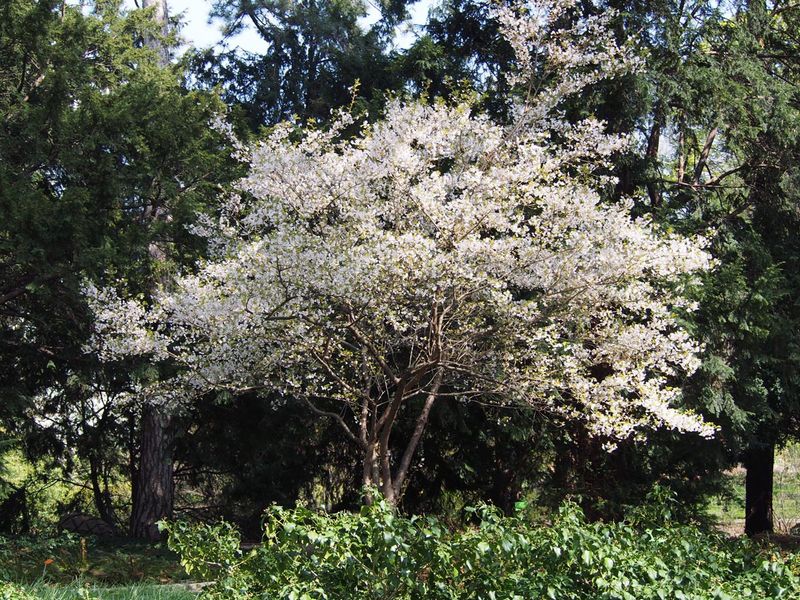PRUNUS Southern Gem