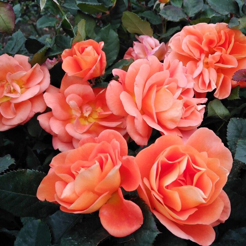 Rose Sundancer