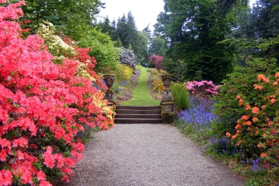 Outdoor Plants