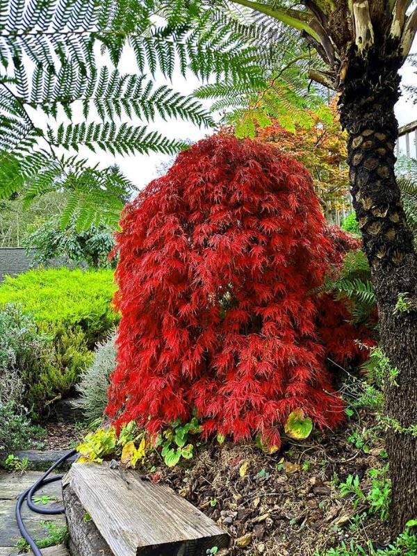 ACER palmatum dissectum &#39;Orangeola&#39;