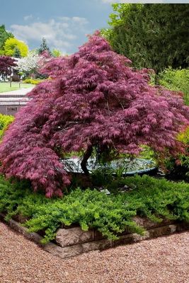 ACER palmatum dissectum &#39;Tamukeyama&#39;