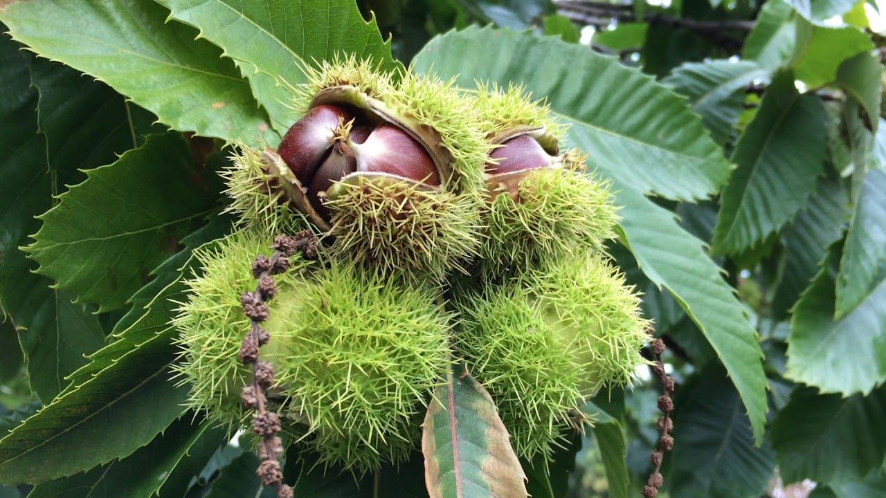 Chestnut 1005