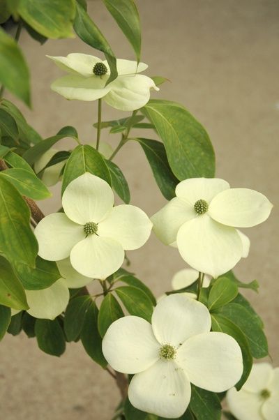 Cornus Greenvale