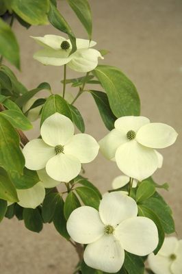 Cornus Greenvale