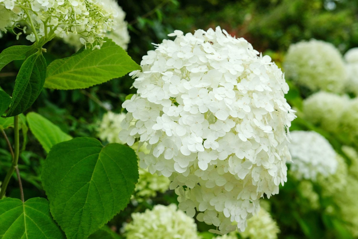 Hydrangea Annabelle