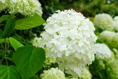 Hydrangea Annabelle