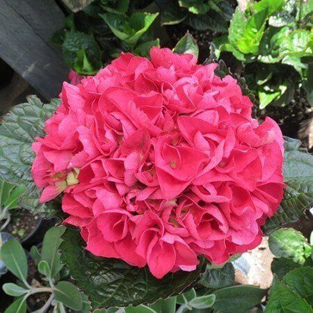 Hydrangea Bloody Marvellous