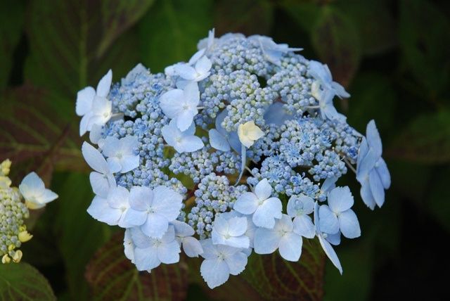 Hydrangea Blue Deckle