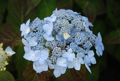 Hydrangea Blue Deckle