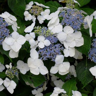 Hydrangea Libelle
