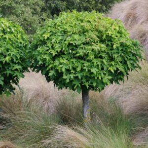 LIQUIDAMBAR &#39;Gumball&#39;