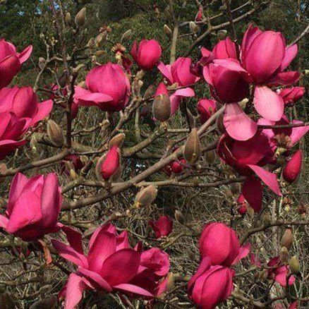 MAGNOLIA &#39;Red As&#39;