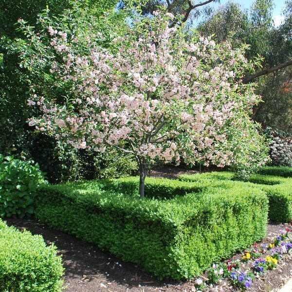 MALUS ioensis &#39;Plena&#39;