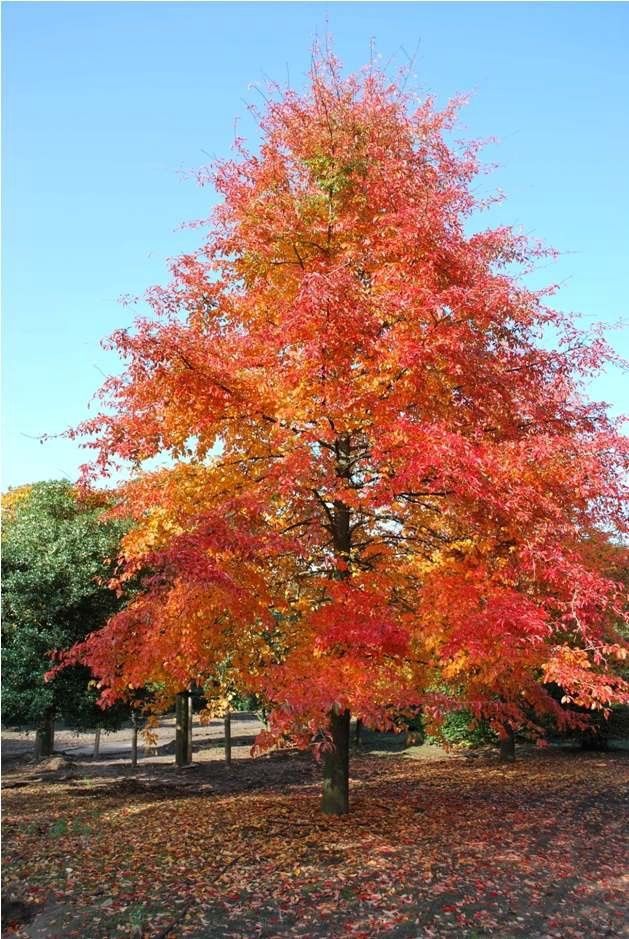 Nyssa Sylvatica