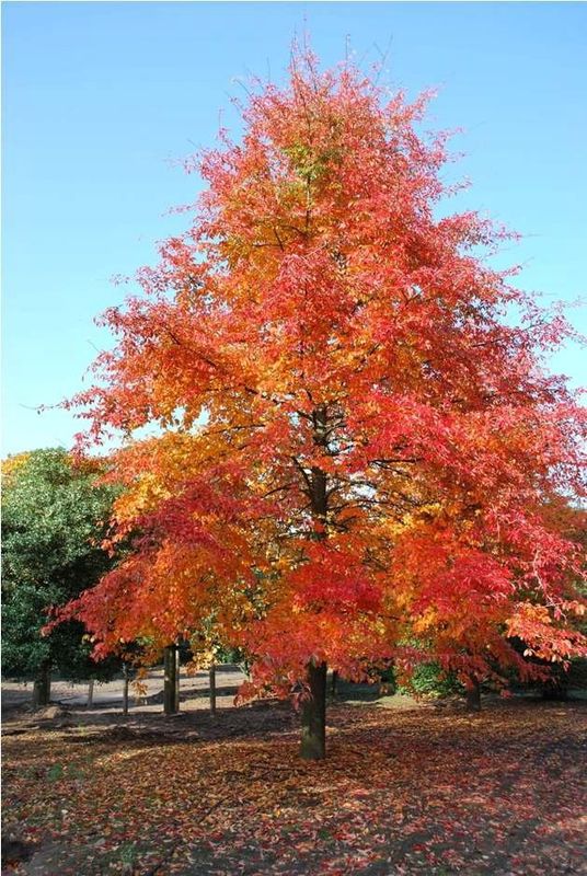 Nyssa Sylvatica