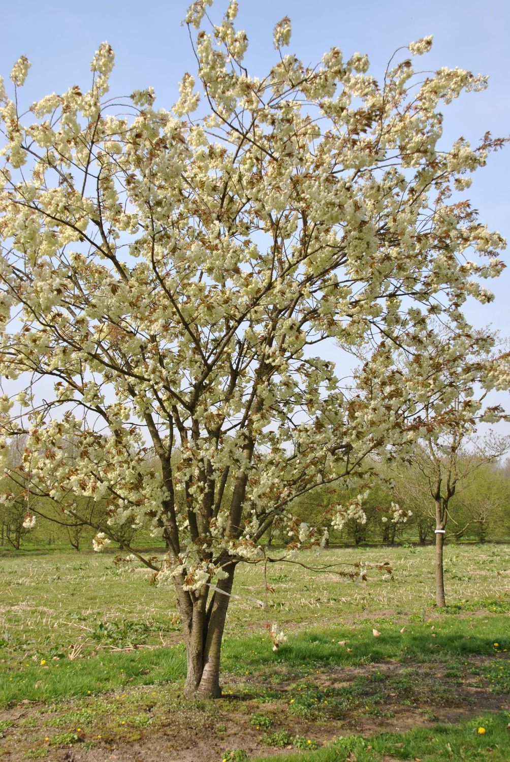Prunus Serrulata Ukon
