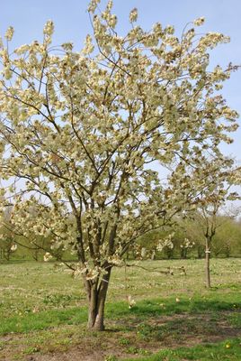 Prunus Serrulata Ukon