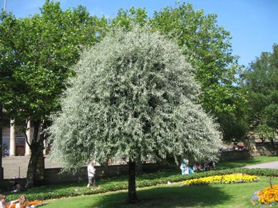 Pyrus Salicifolia Pendula Weeping Pear