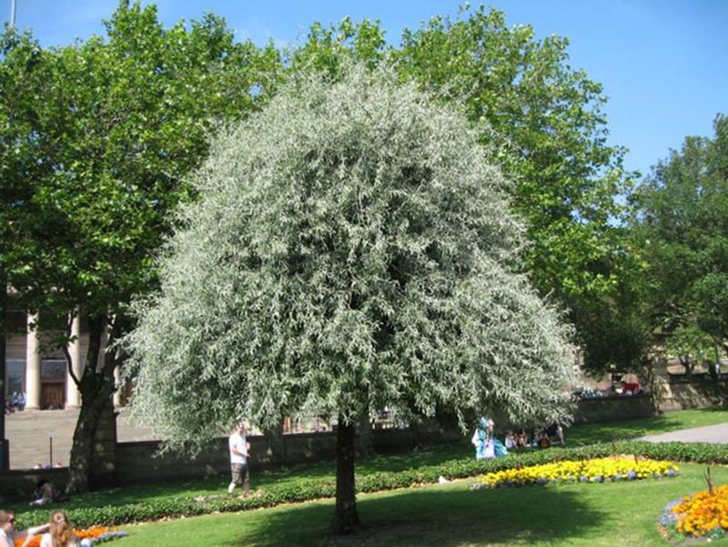 Pyrus Salicifolia Pendula Weeping Pear