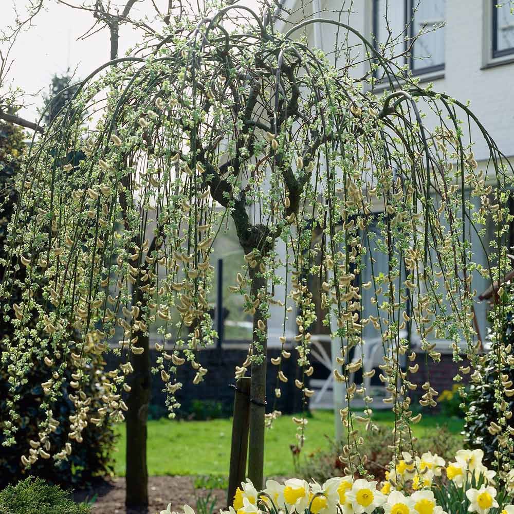 Salix Caprea Kilmarnock