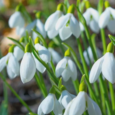 Galanthus Elwesii (Giant Snowdrop)