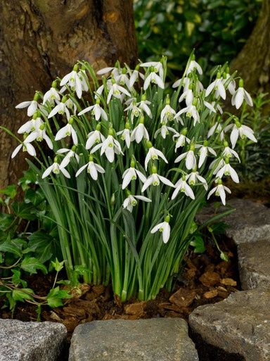 Galanthus Elwesii (Giant Snowdrop)