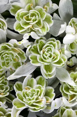 Galanthus Nivalus - Flore Pleno (Snowdrop)