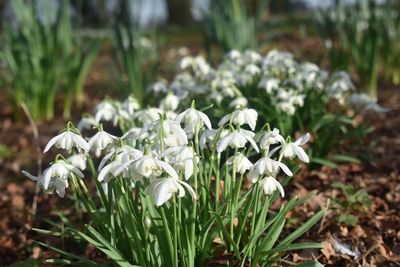 Galanthus Nivalus - Flore Pleno (Snowdrop)
