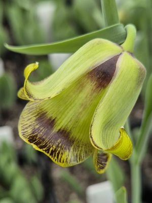 Fritillaria Acmopetala
