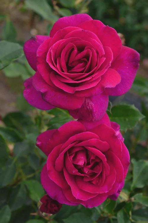 Rose Mulberry Wine