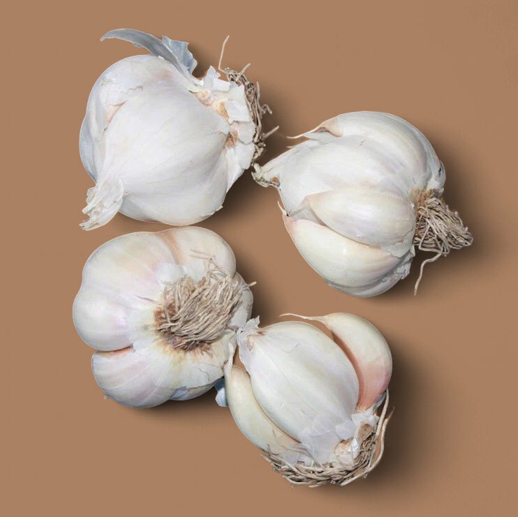 Garlic - Printanor