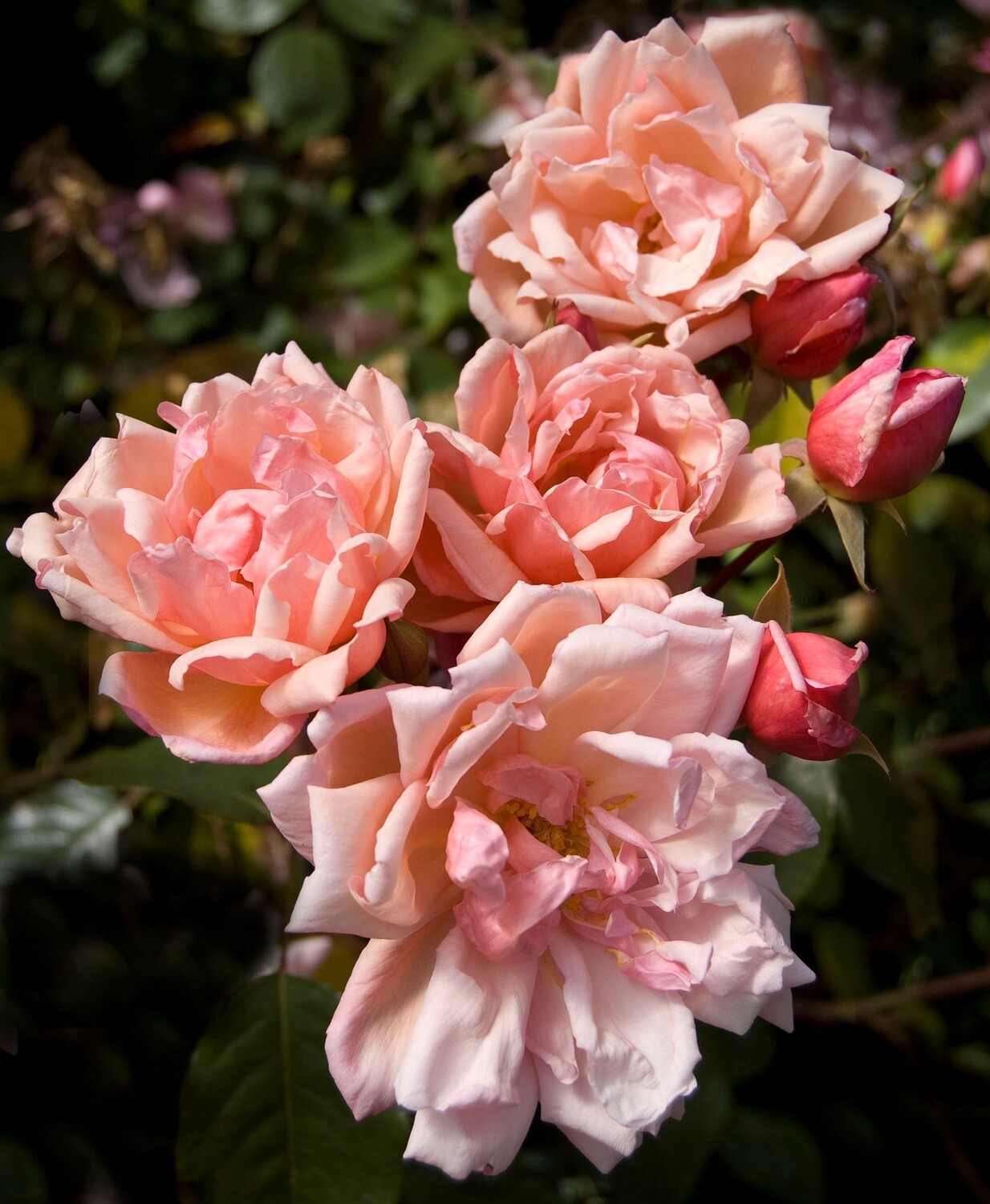 Rose Albertine