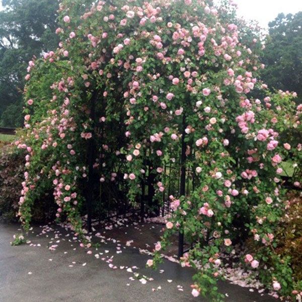 Rose Albertine